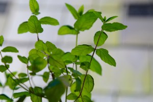 Fragile mint leaves. The Mat Movement luxury yoga retreats, online yoga classes and inspiring plant-based recipes