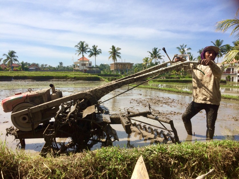 the-mat-movement-rice-farmer-bali
